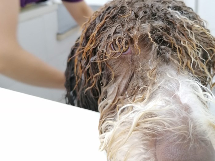 IMG_20210724_110202_2